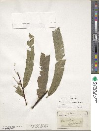 Saccoloma elegans image