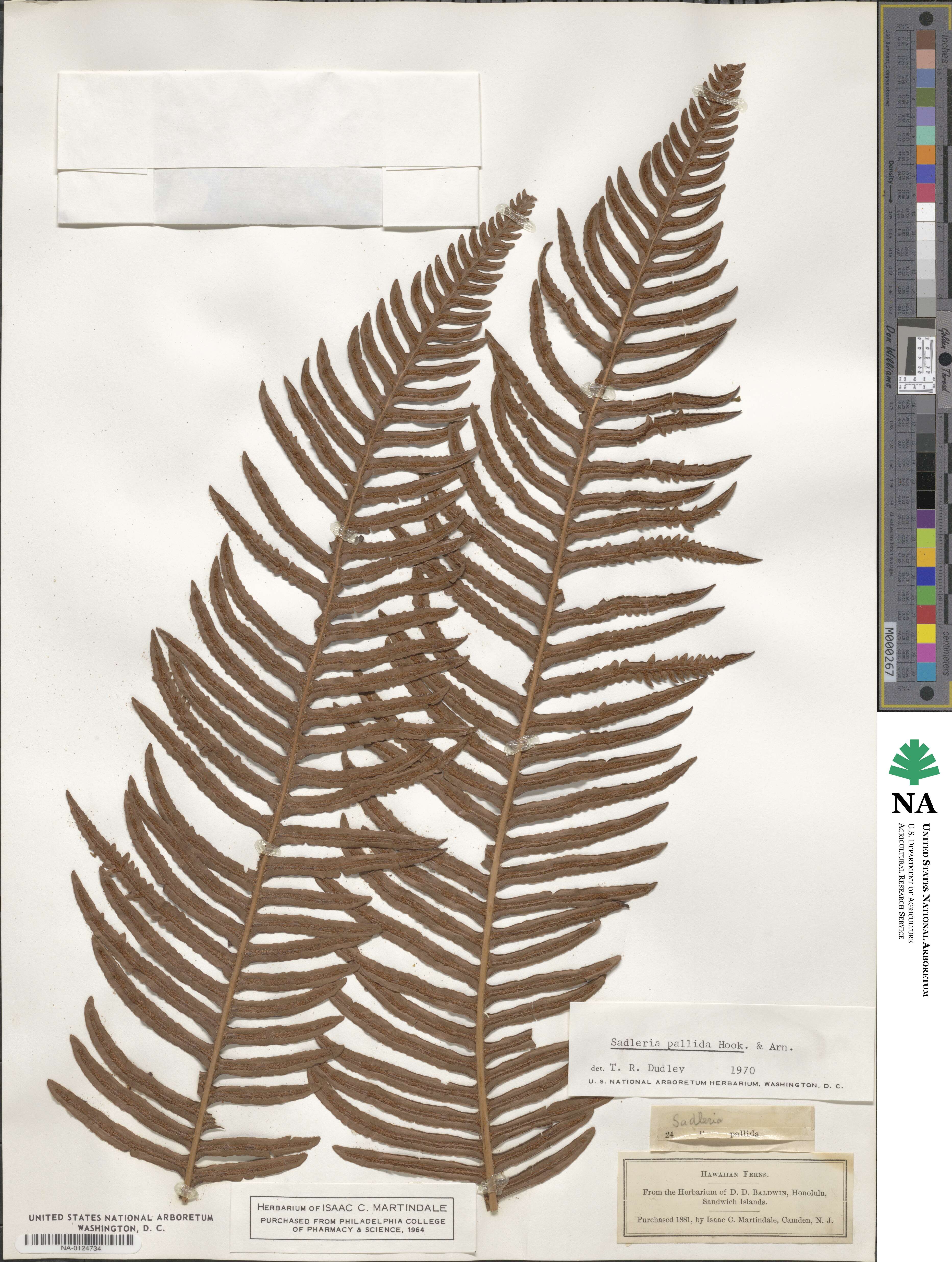 Sadleria pallida image