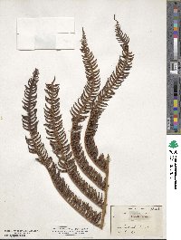 Sadleria pallida image