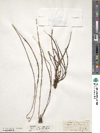 Vittaria lineata image