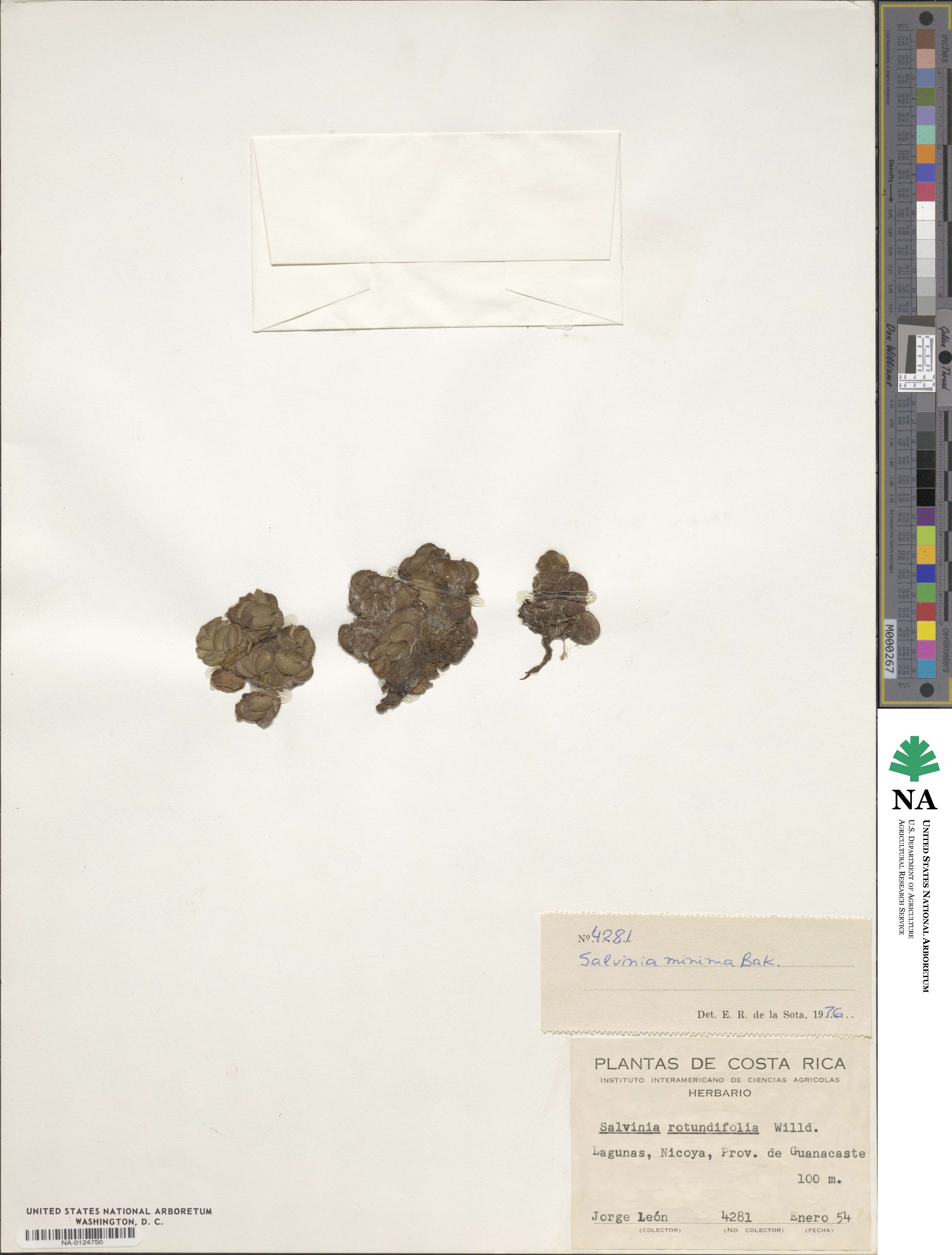 Salvinia image