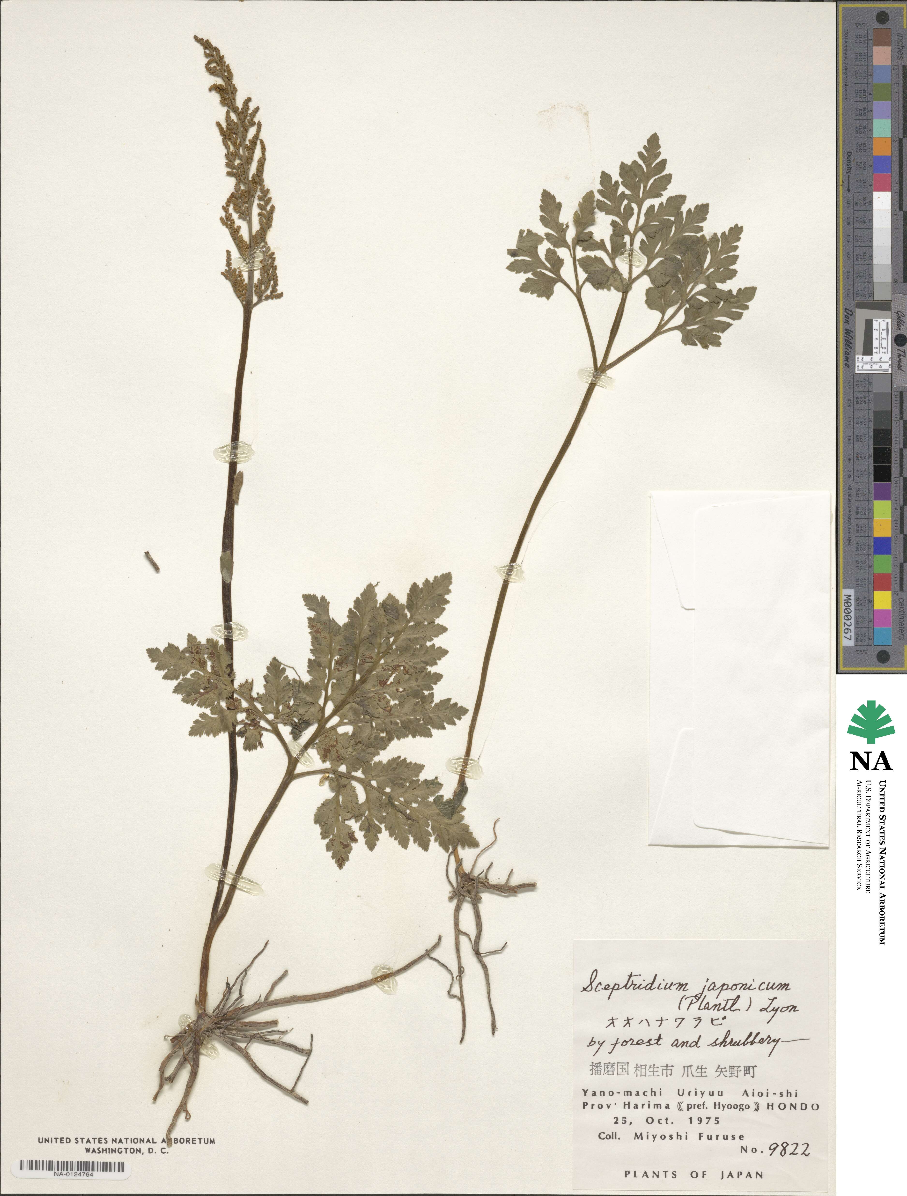 Sceptridium japonicum image