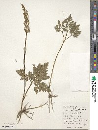 Sceptridium japonicum image