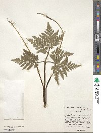 Sceptridium japonicum image