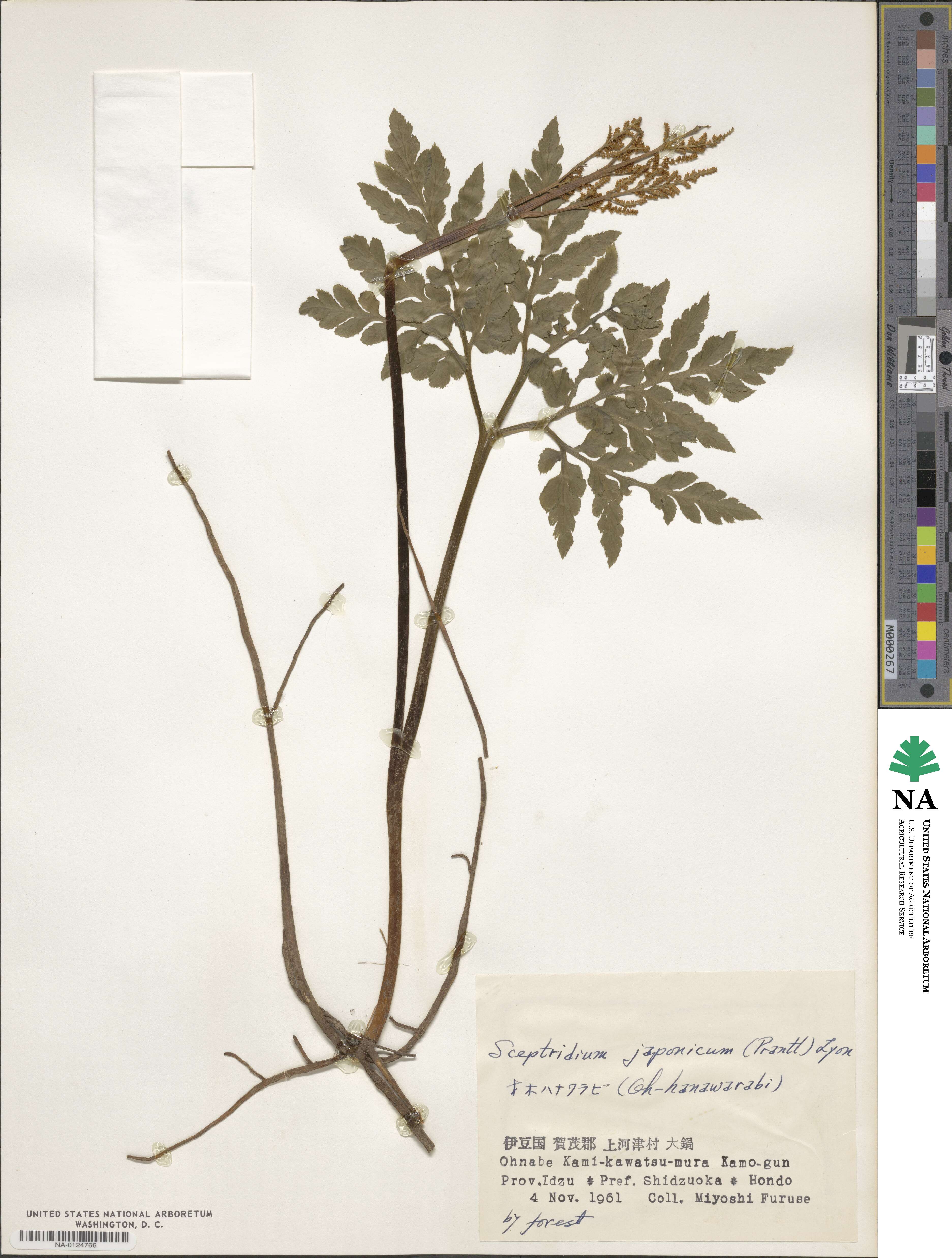 Sceptridium japonicum image