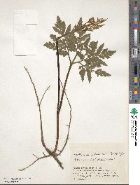 Sceptridium japonicum image