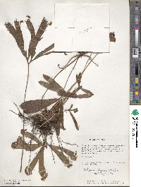 Schizaea elegans image