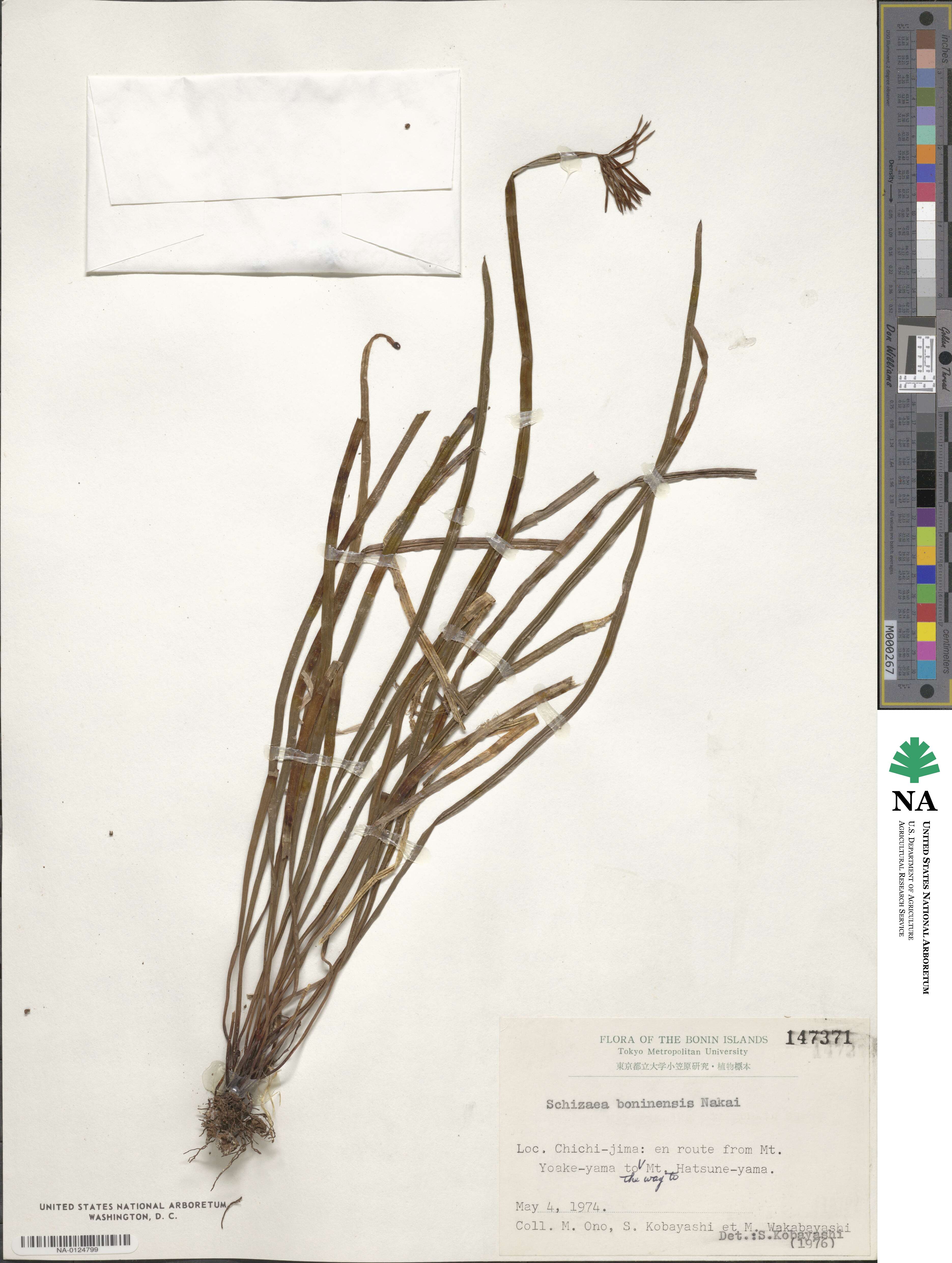 Actinostachys digitata image