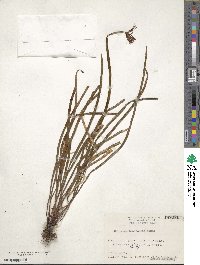 Actinostachys digitata image