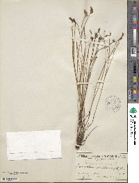 Schizaea dichotoma image