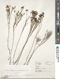 Schizaea dichotoma image