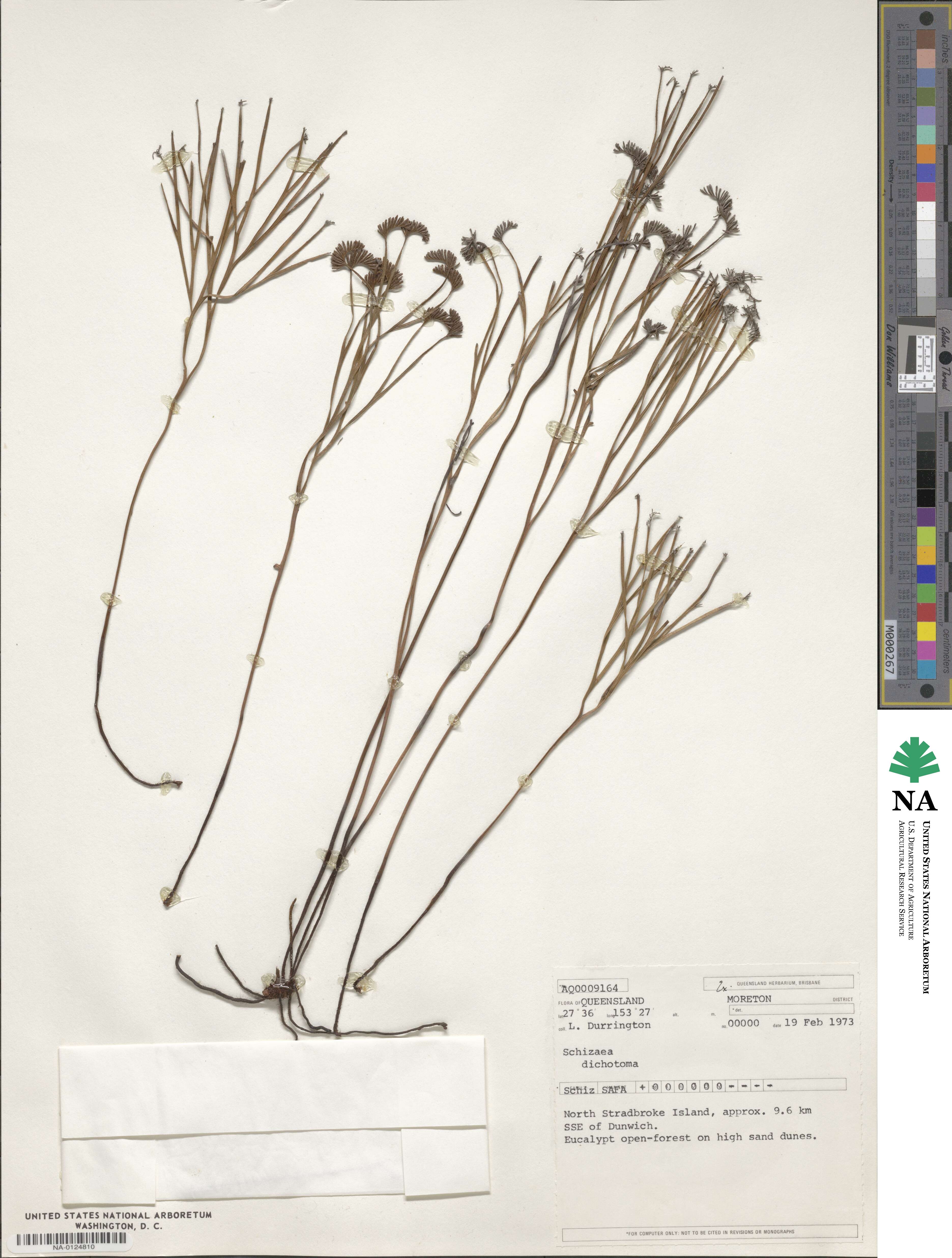 Schizaea dichotoma image