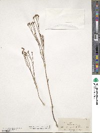 Schizaea dichotoma image