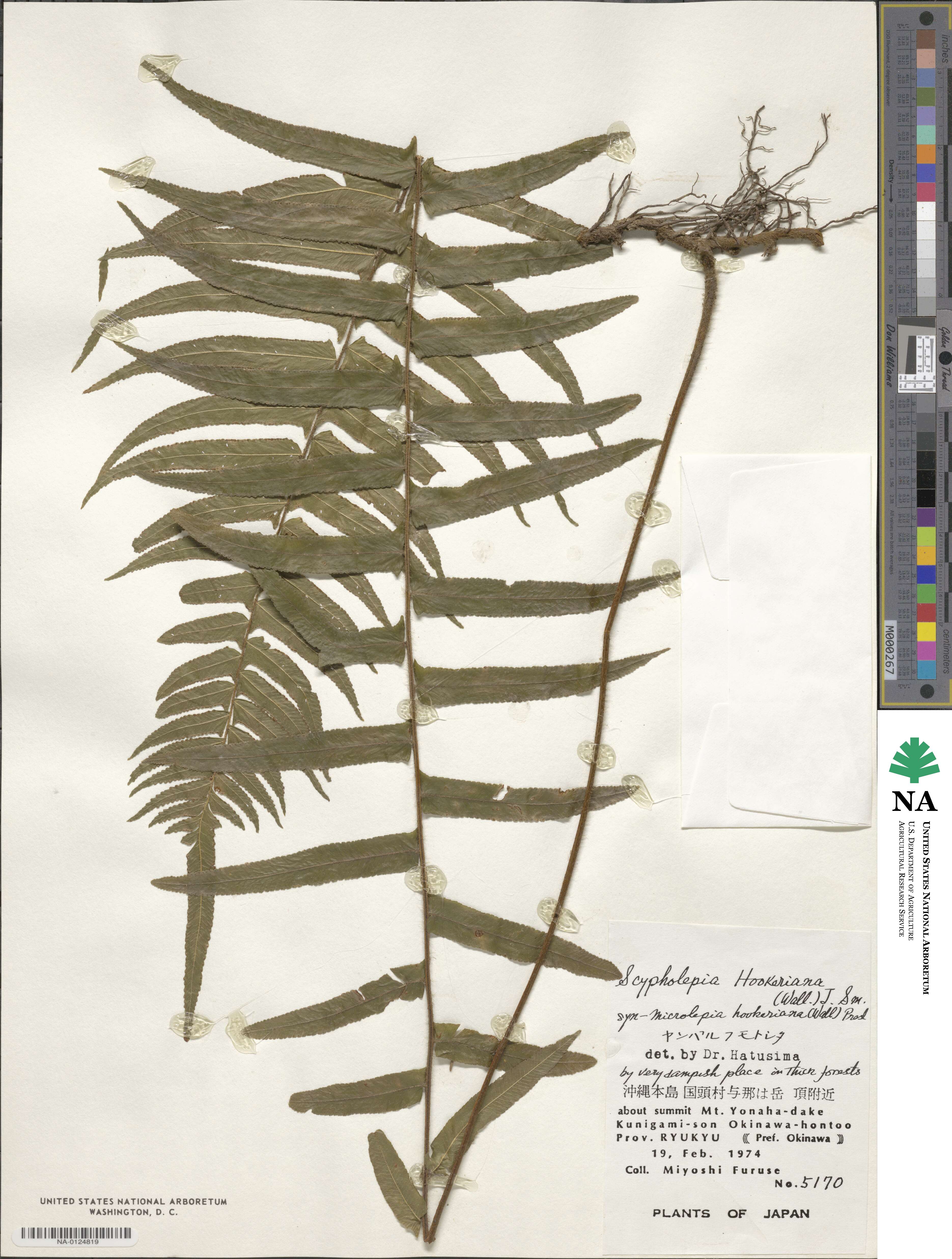 Microlepia hookeriana image