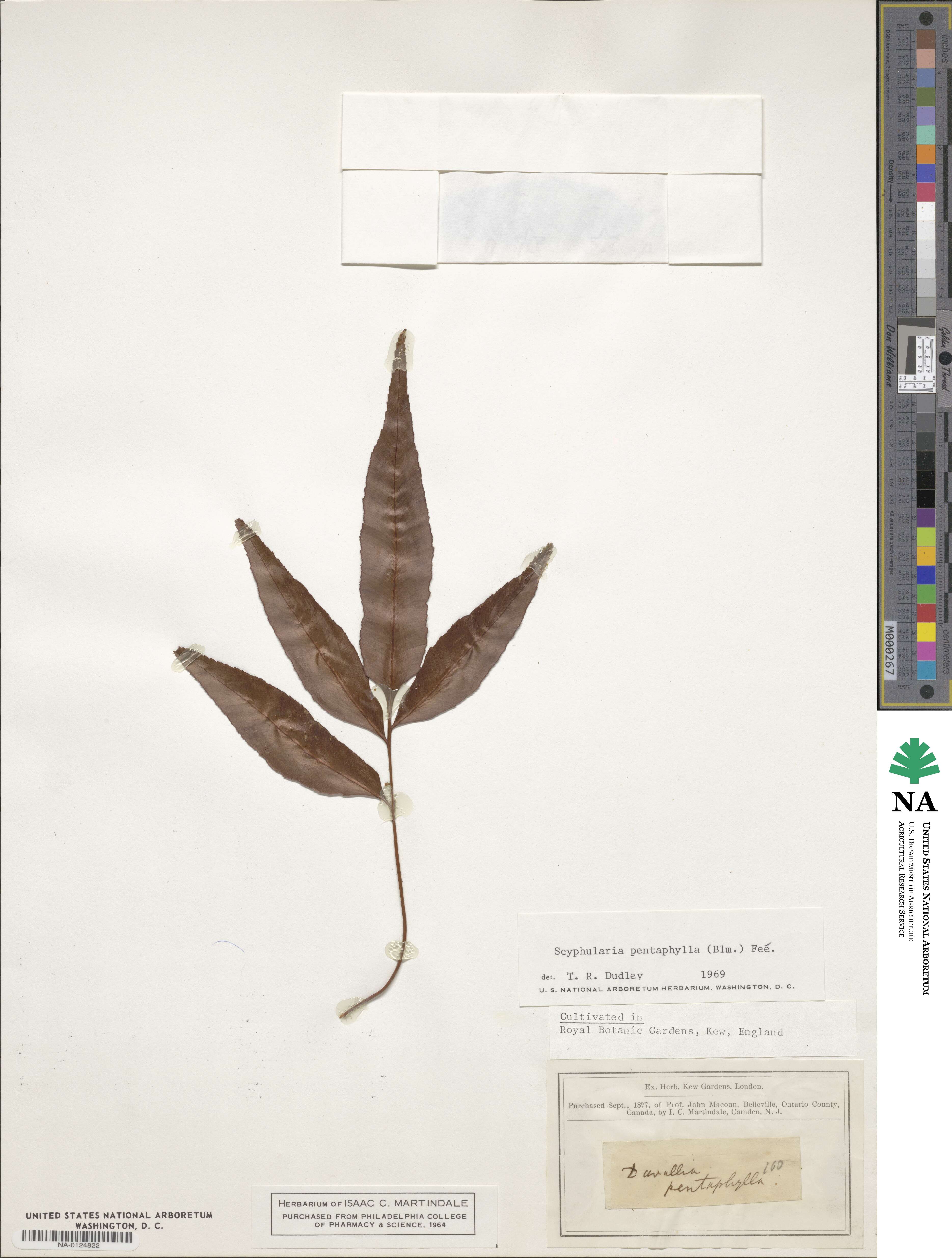 Davallia pentaphylla image