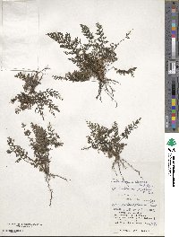 Abrodictyum obscurum image