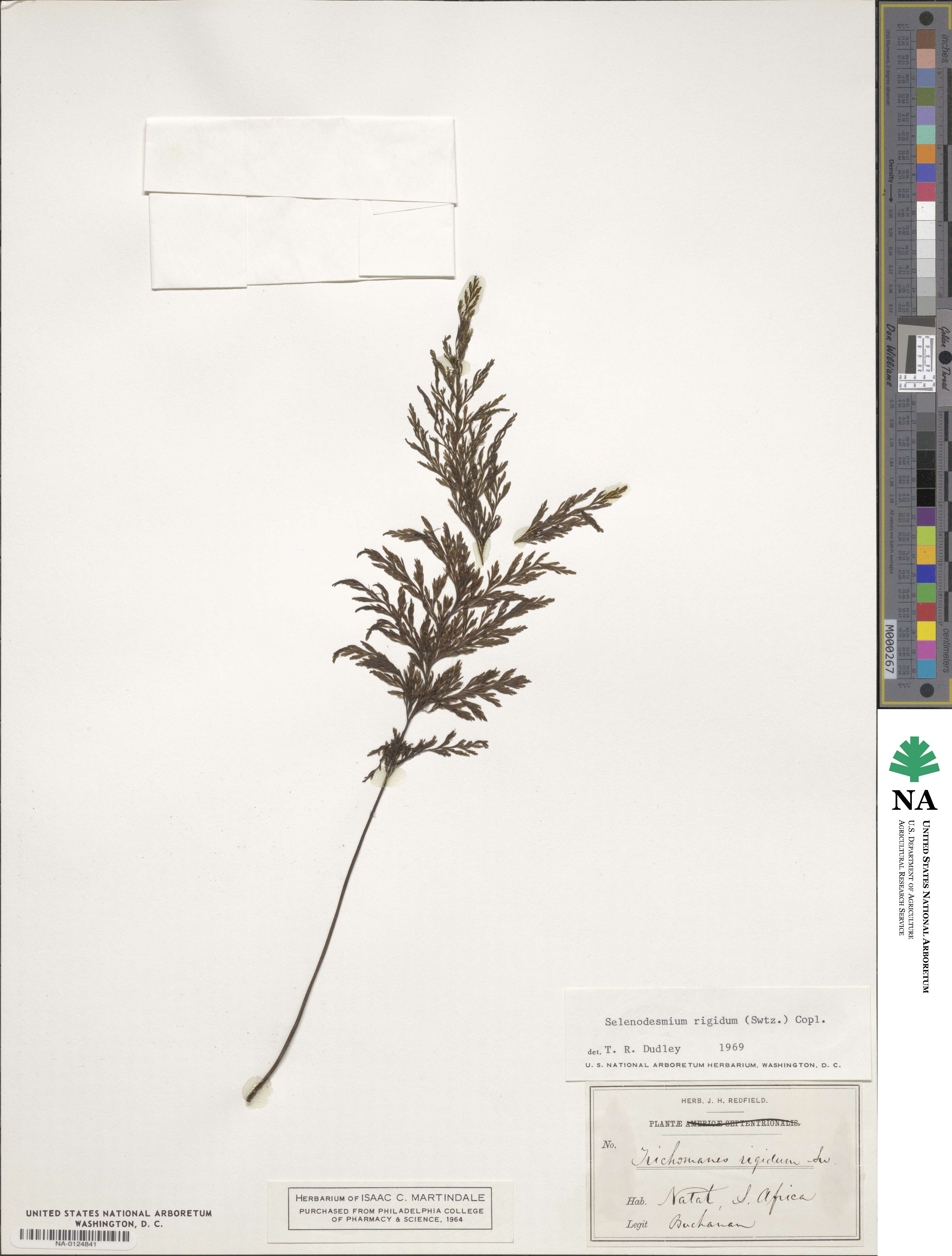 Abrodictyum rigidum image