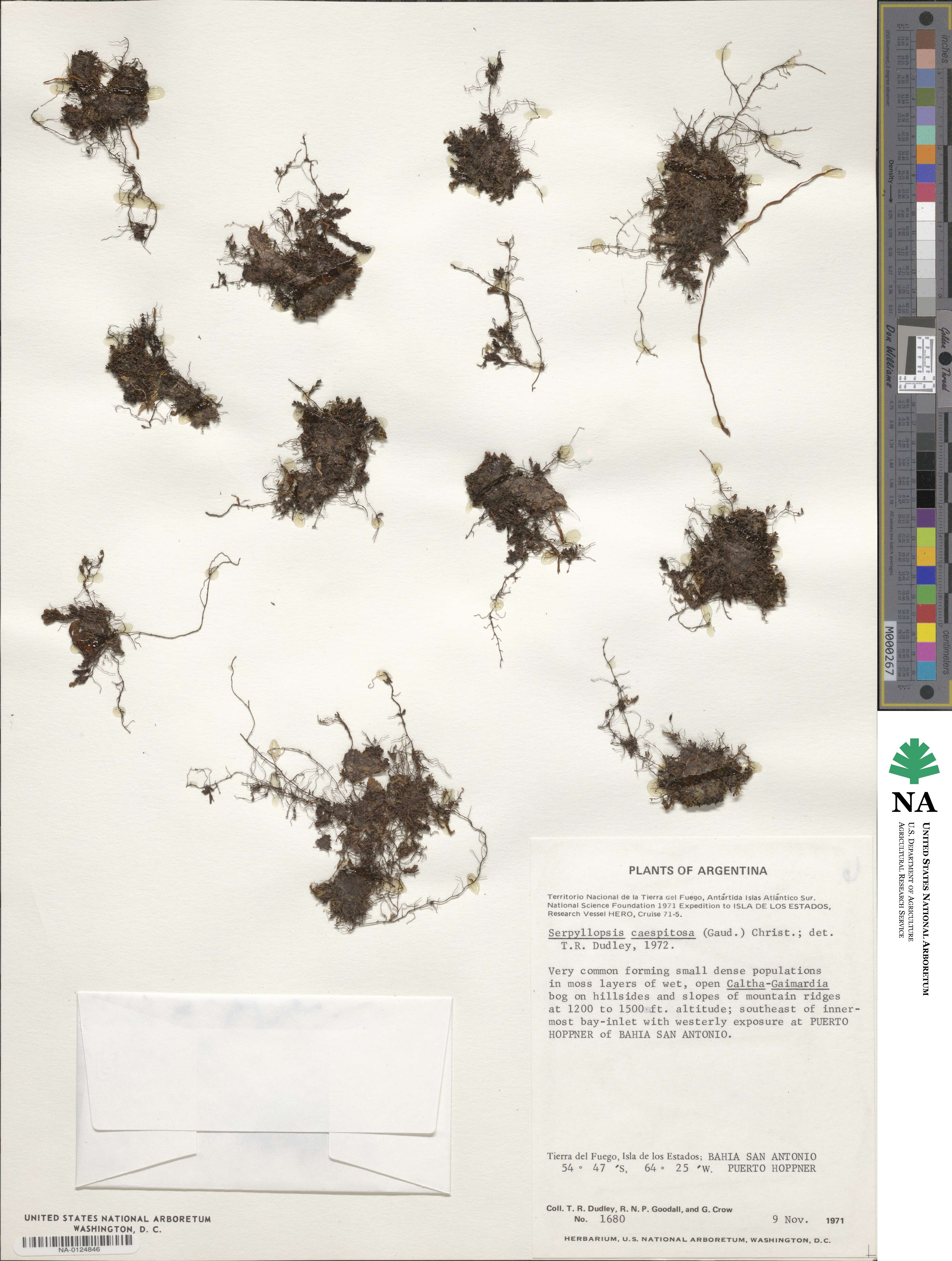 Hymenophyllum image