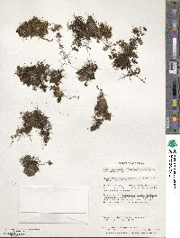 Hymenophyllum caespitosum image