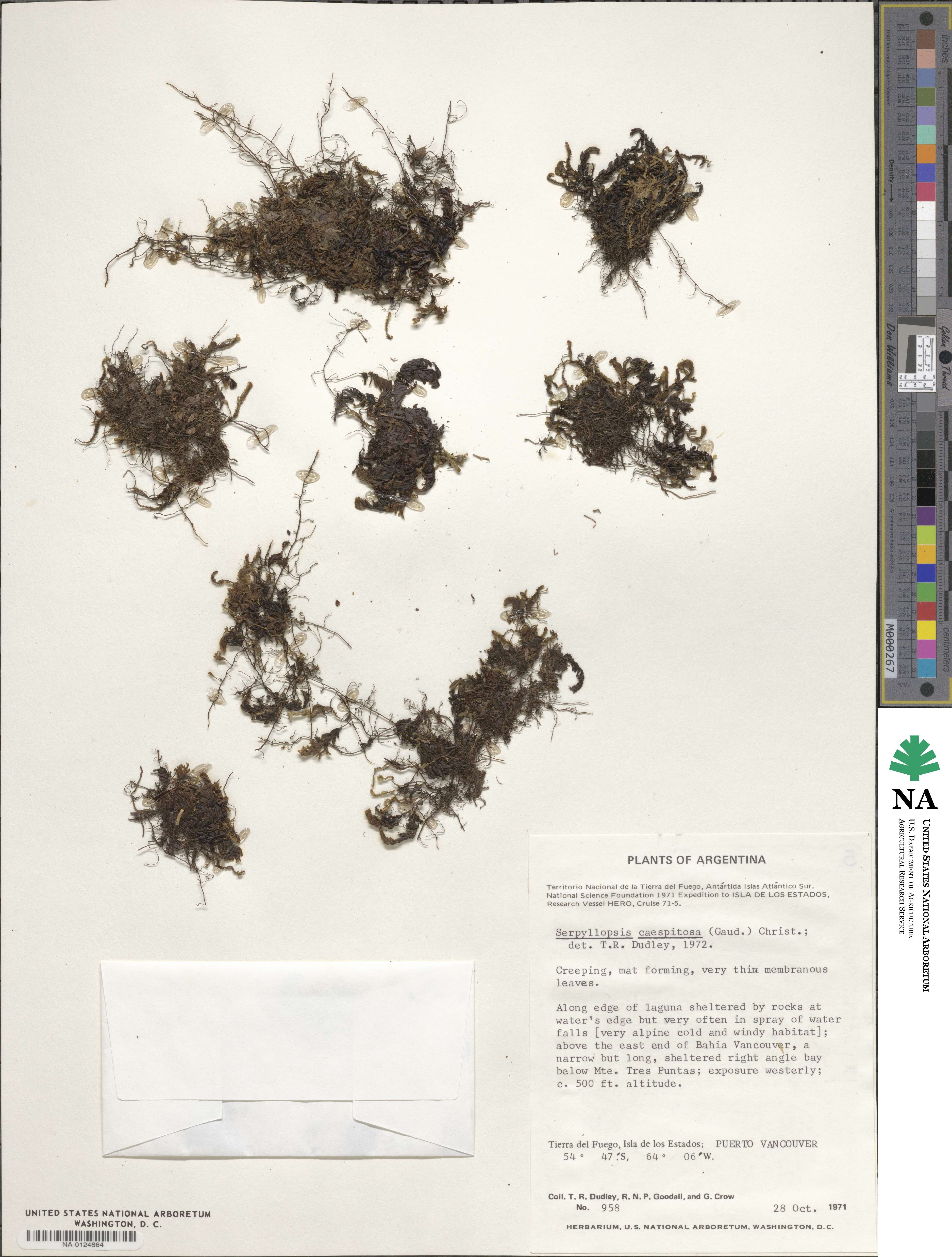 Hymenophyllum caespitosum image