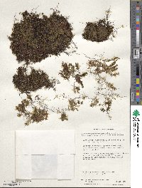 Hymenophyllum caespitosum image