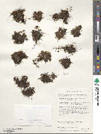 Hymenophyllum caespitosum image