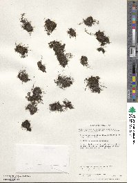 Hymenophyllum caespitosum image