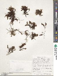 Hymenophyllum caespitosum image