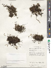 Hymenophyllum caespitosum image