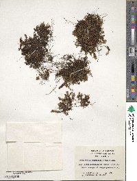 Hymenophyllum caespitosum image