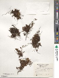 Hymenophyllum caespitosum image