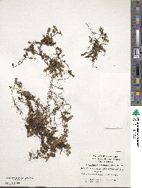 Hymenophyllum caespitosum image