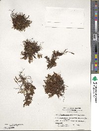 Hymenophyllum caespitosum image