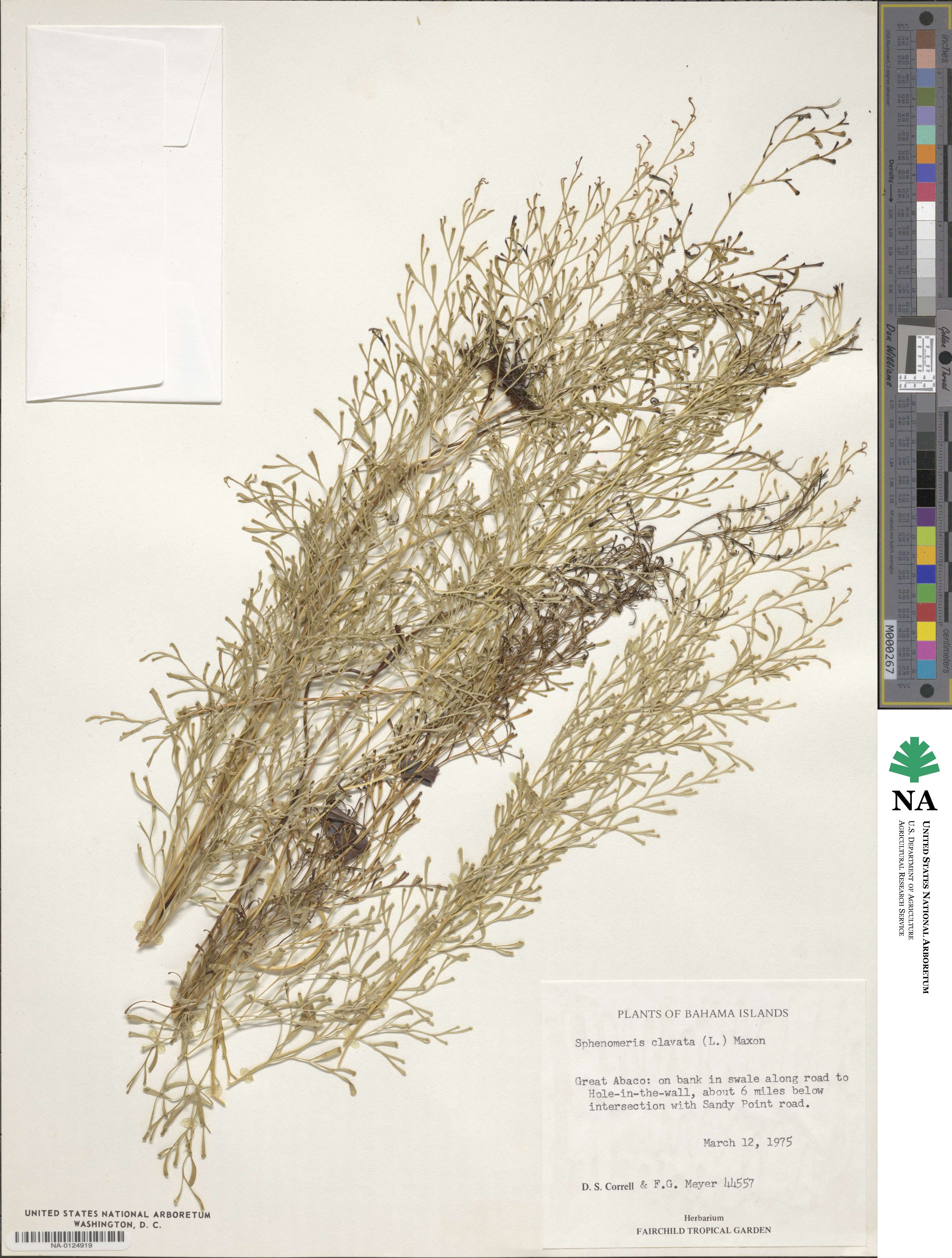 Sphenomeris clavata image