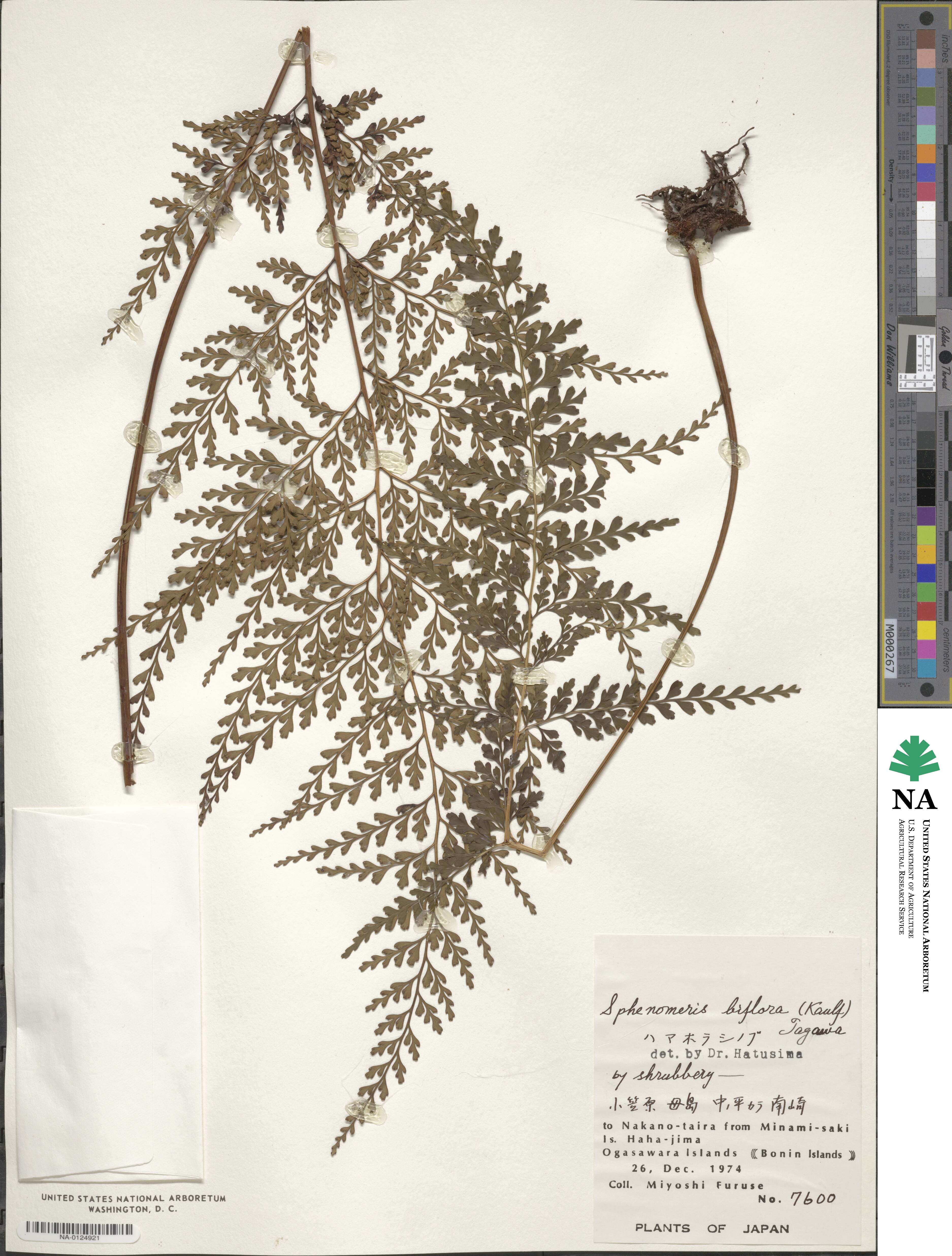 Odontosoria biflora image