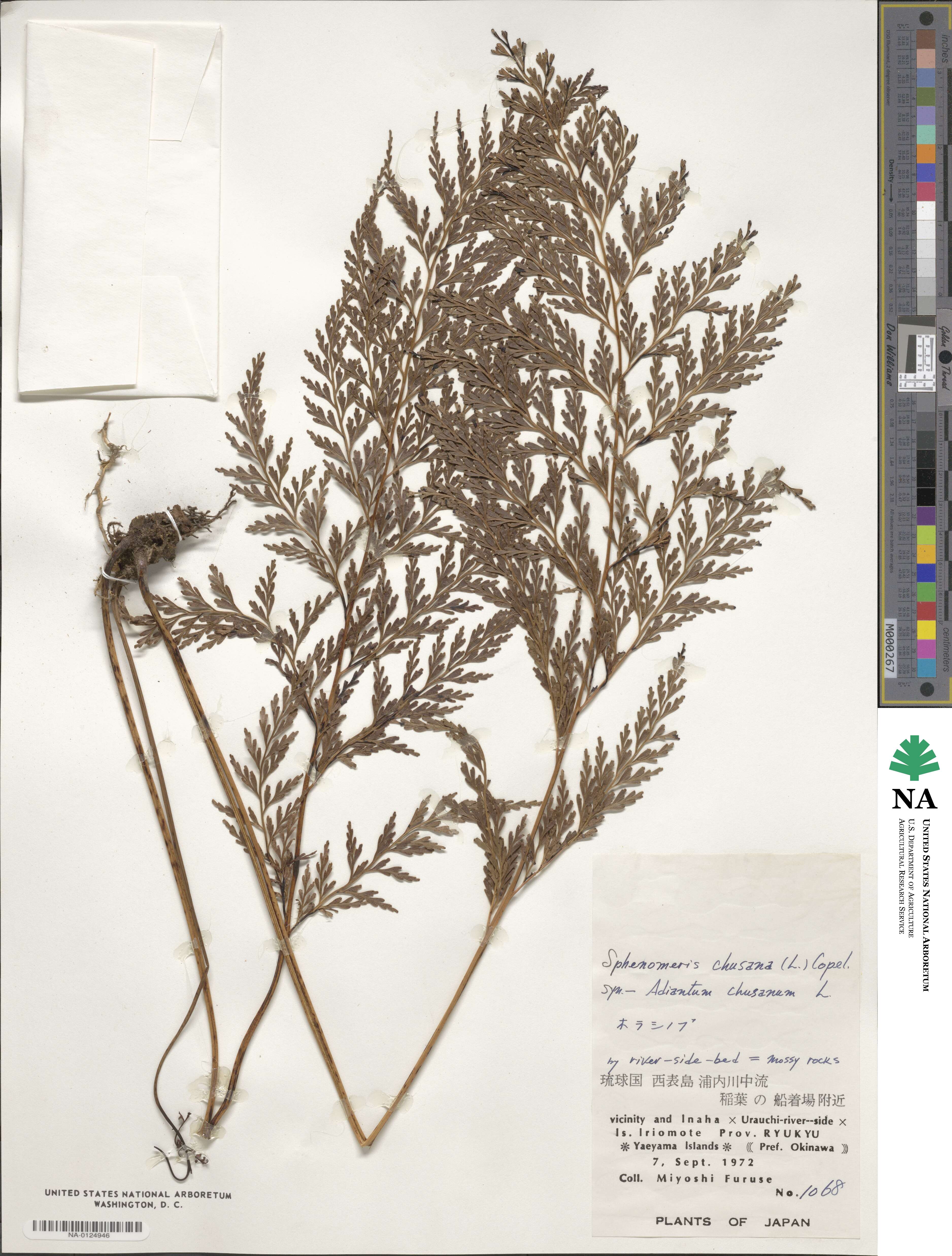 Odontosoria chinensis subsp. chinensis image