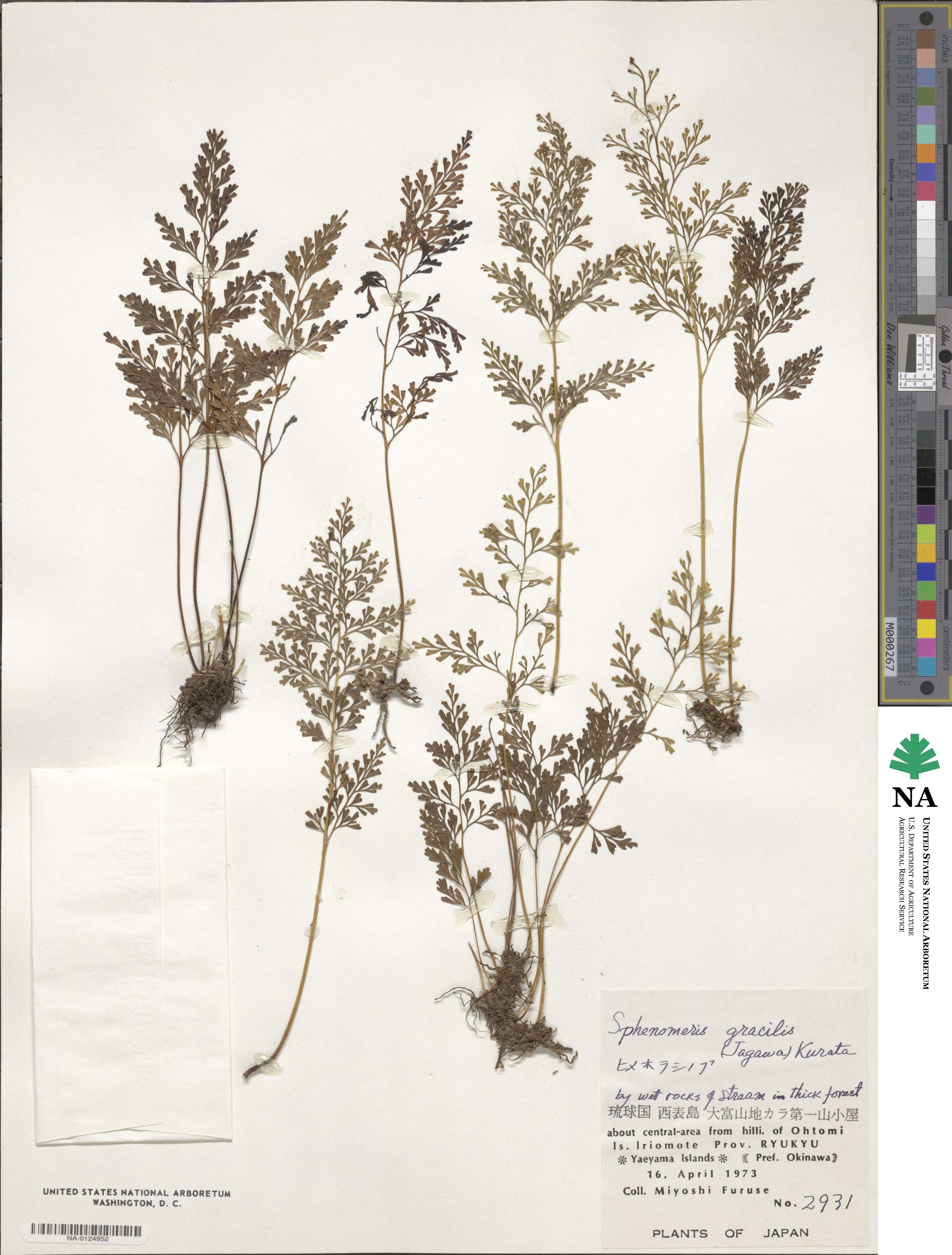 Odontosoria gracilis image