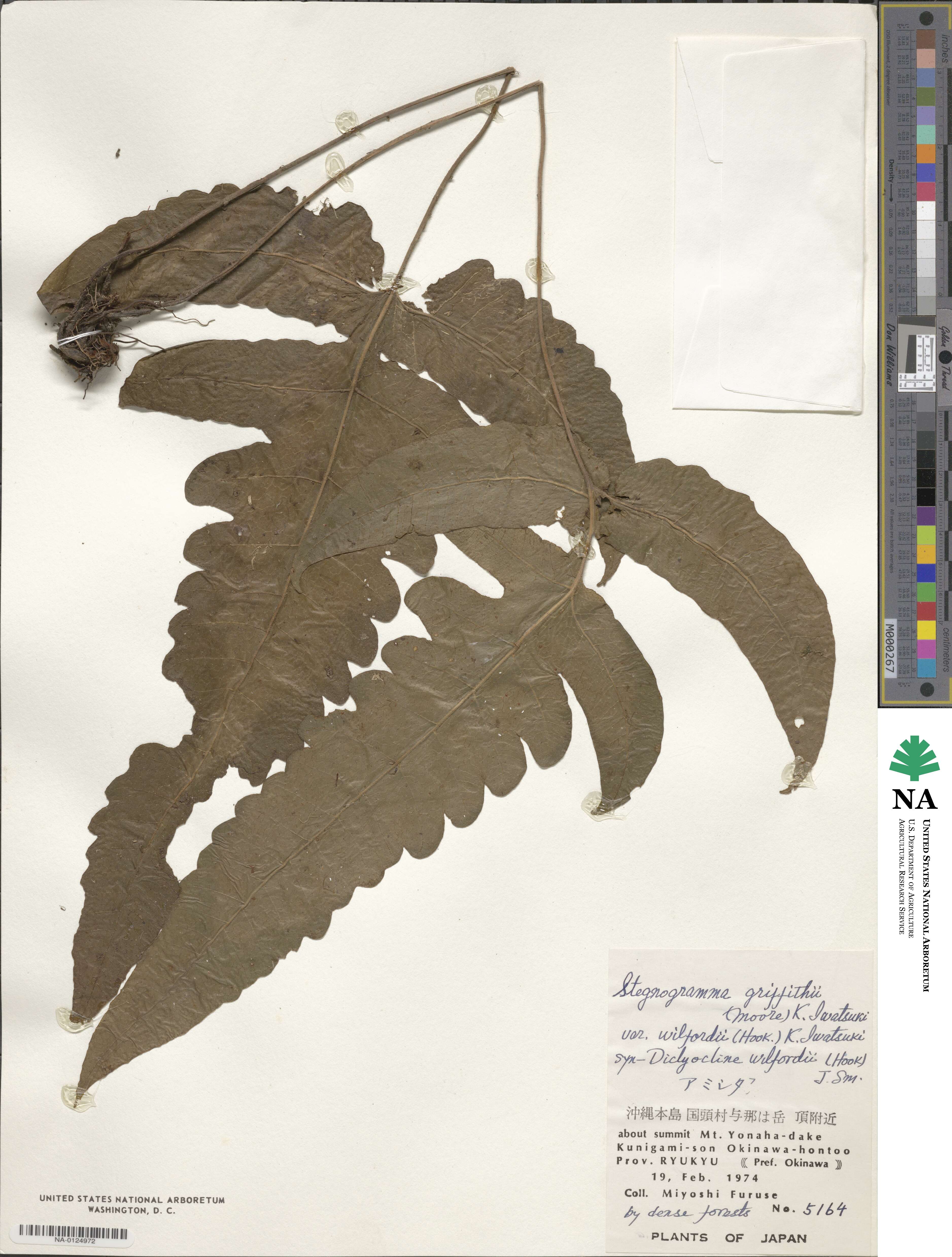 Stegnogramma wilfordii image
