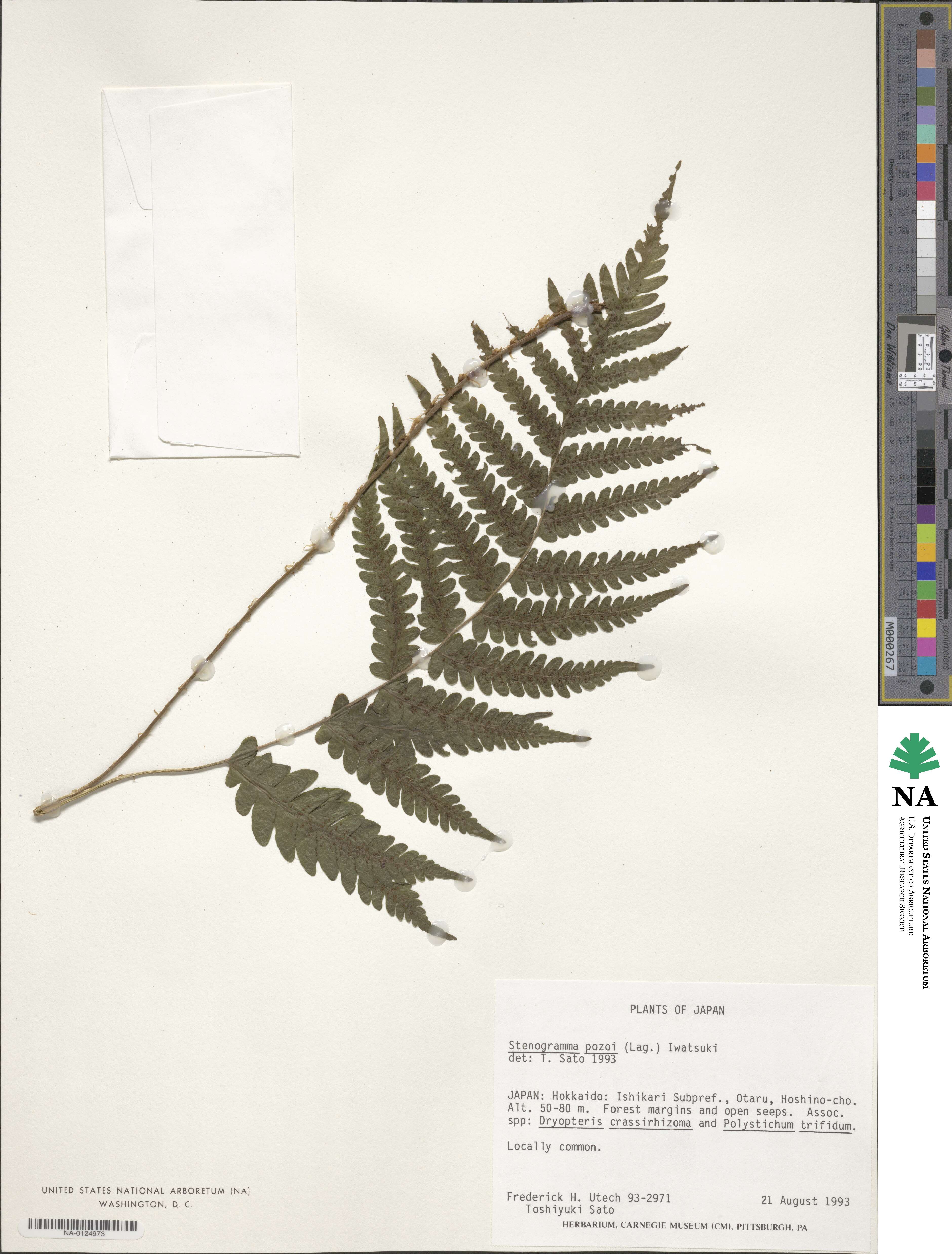 Leptogramma pozoi image