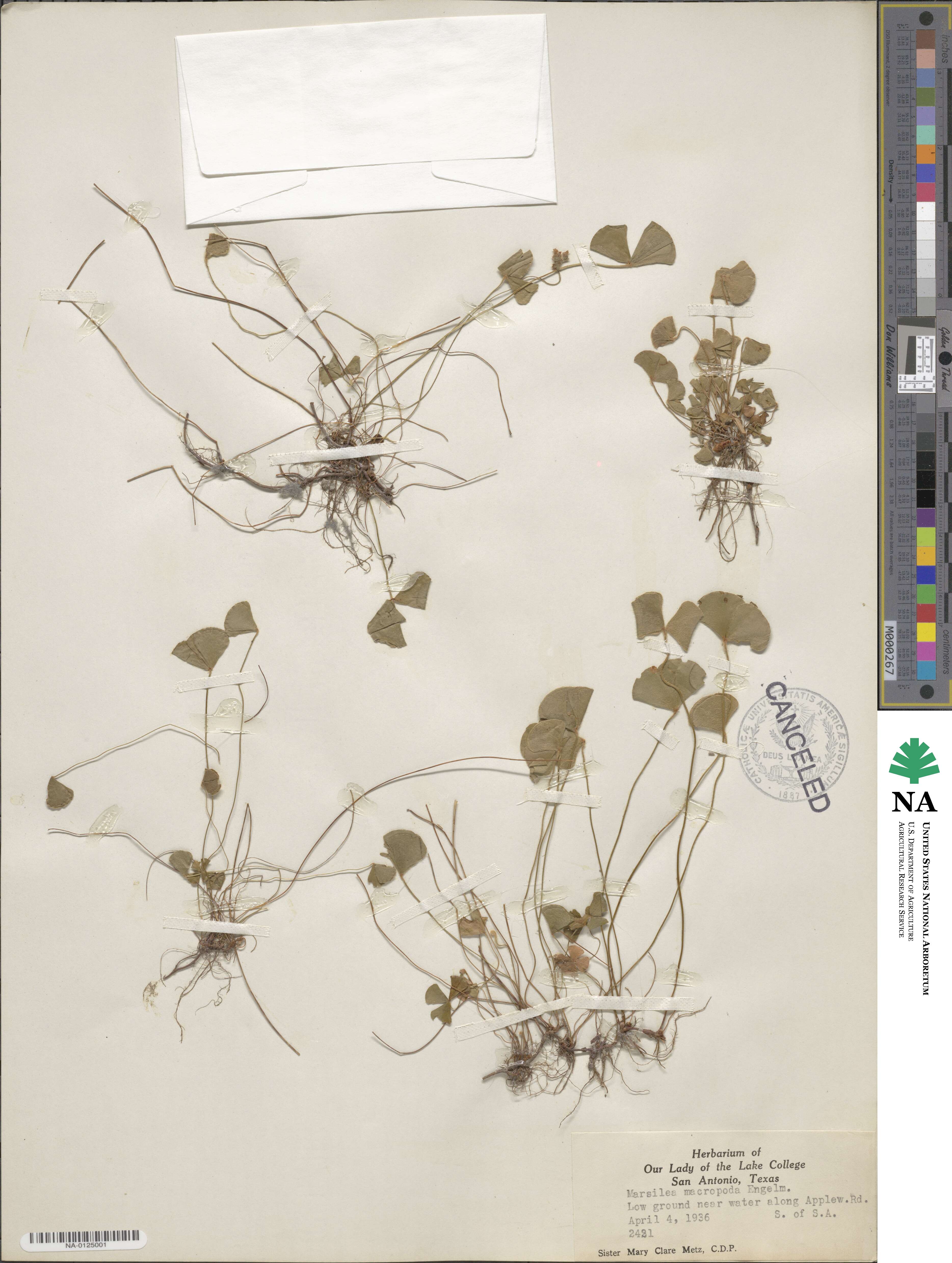 Marsilea macropoda image