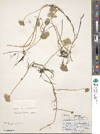 Marsilea quadrifolia image