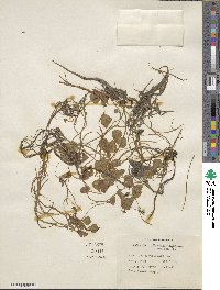 Marsilea quadrifolia image