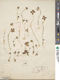 Marsilea quadrifolia image