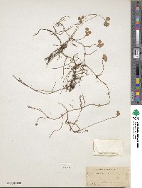 Marsilea quadrifolia image