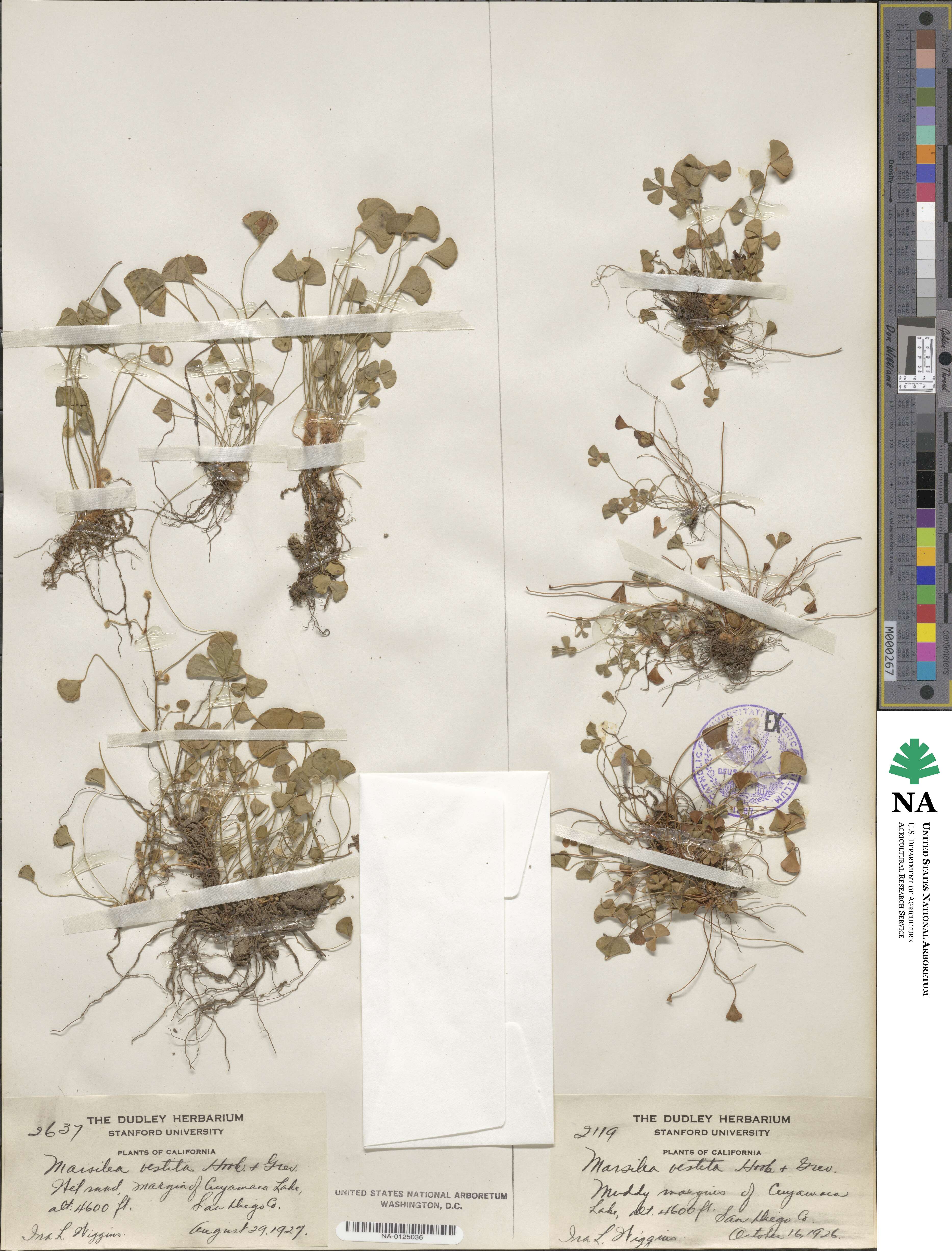 Marsilea vestita image