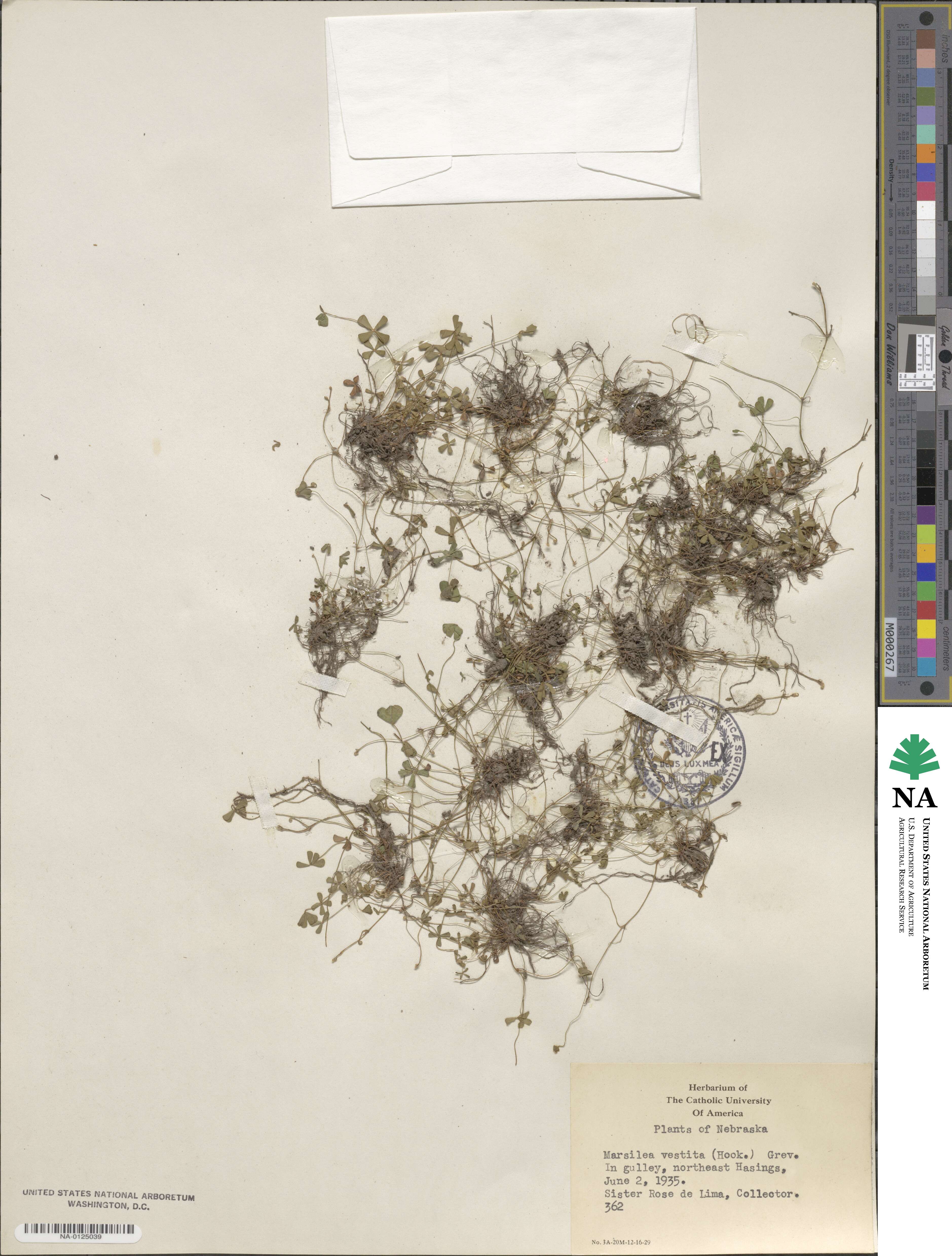 Marsilea vestita image