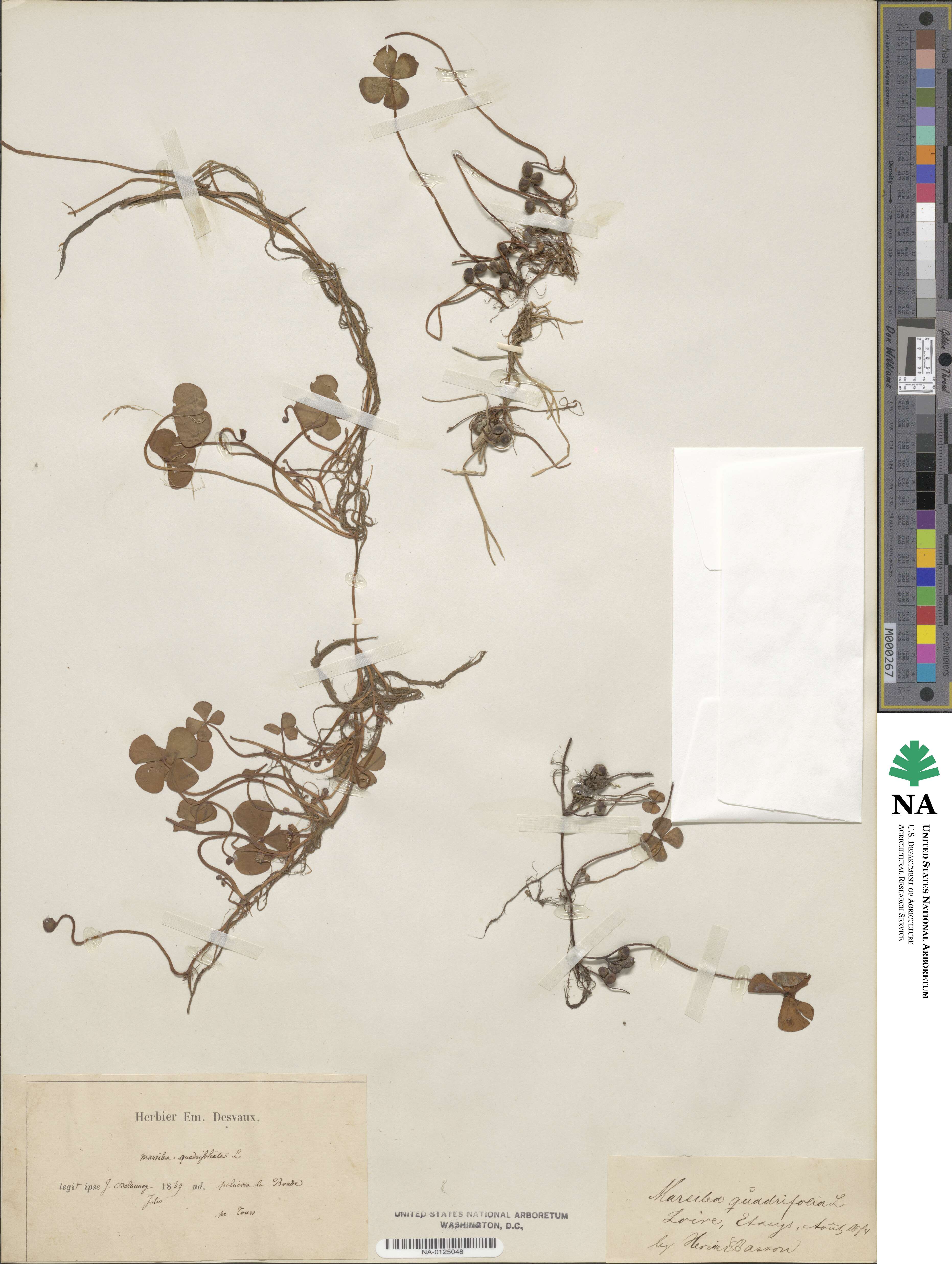 Marsilea quadrifolia image