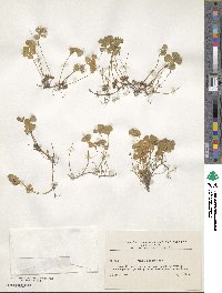 Marsilea quadrifolia image