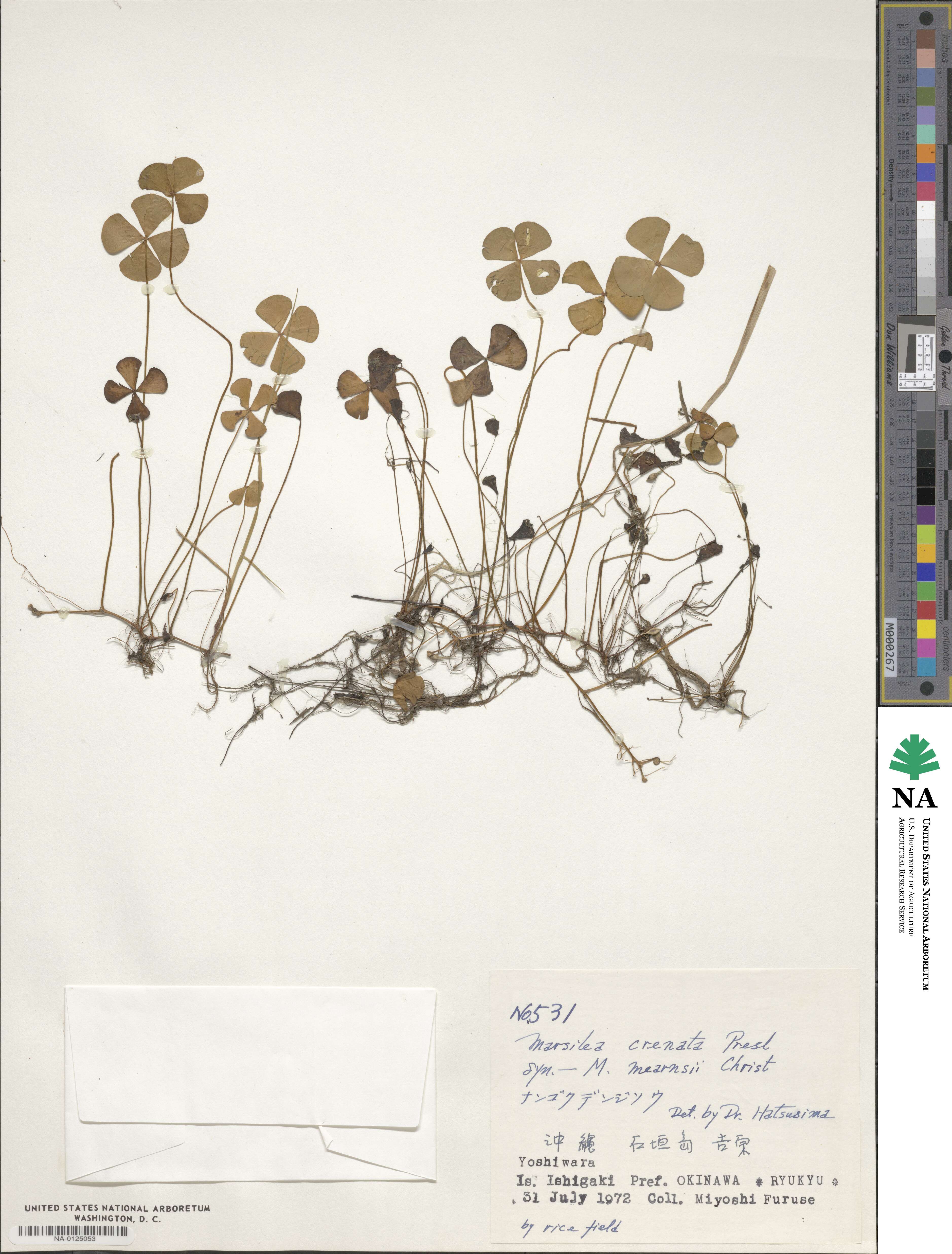 Marsilea crenata image