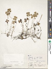 Image of Marsilea crenata